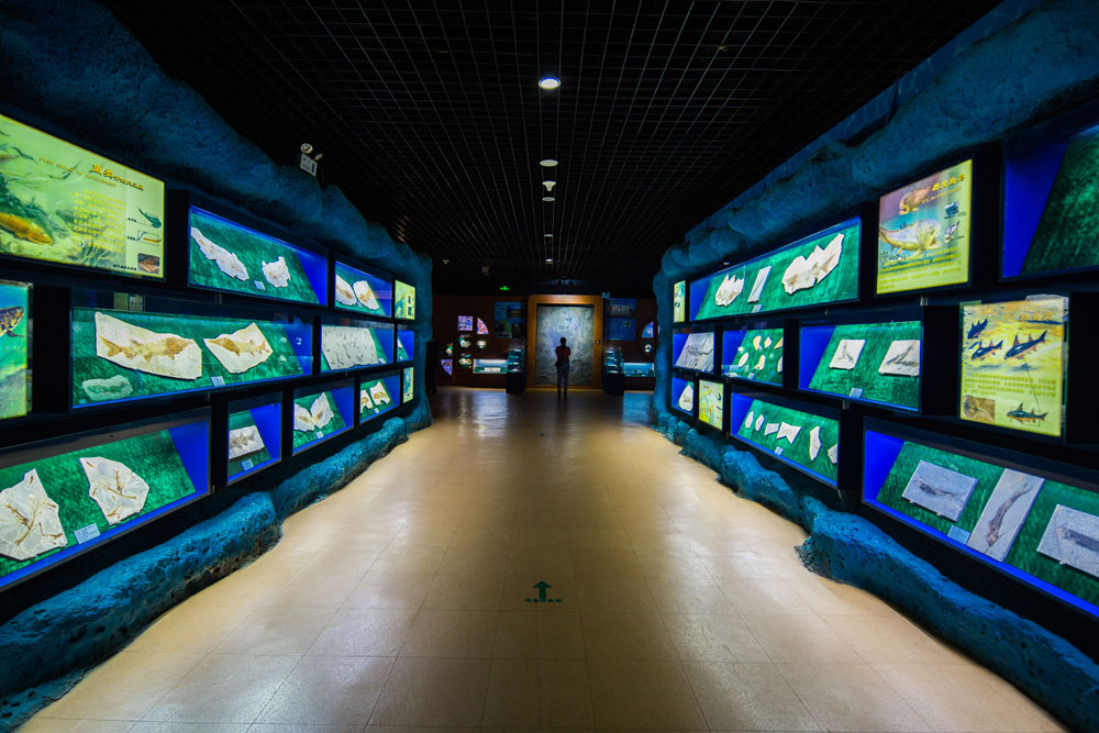 Inside the Geological Museum